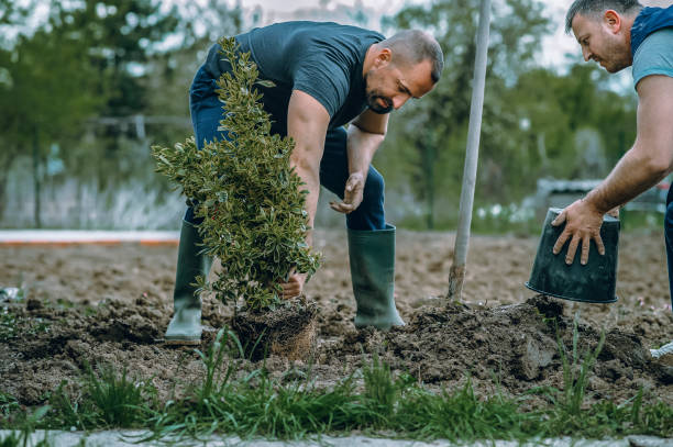 Trusted Maxwell, CA Tree Service Experts